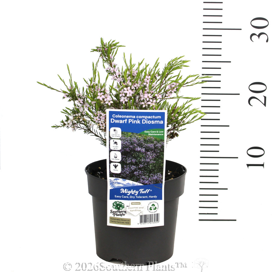 Dwarf Pink Diosma - Product photo