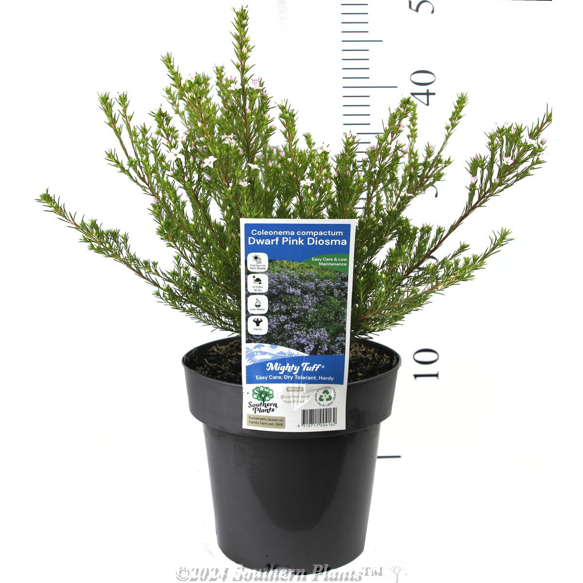 Dwarf Pink Diosma - Product photo
