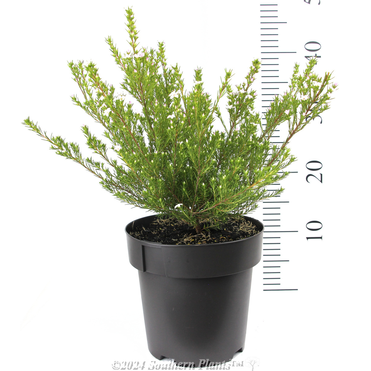 Dwarf Pink Diosma - Reference photo