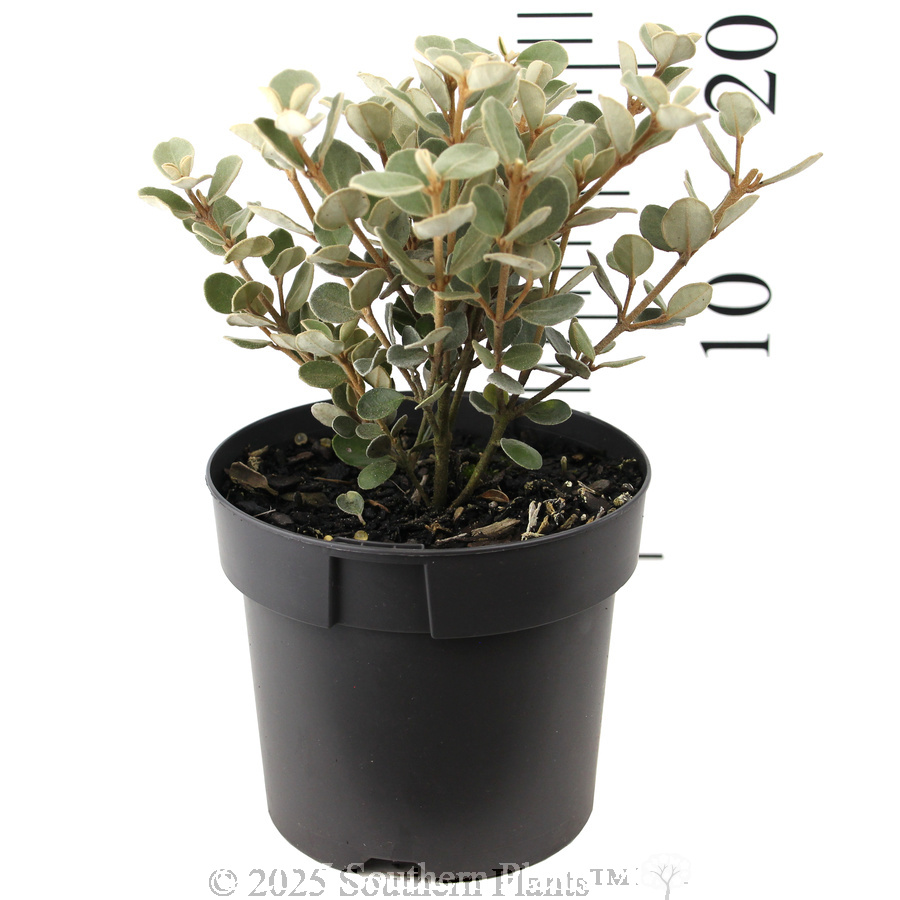 White Correa - Reference photo