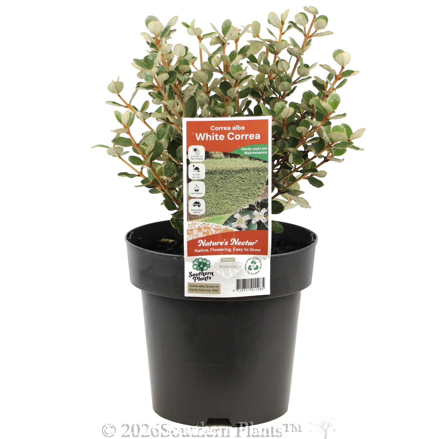 White Correa - Plant photo