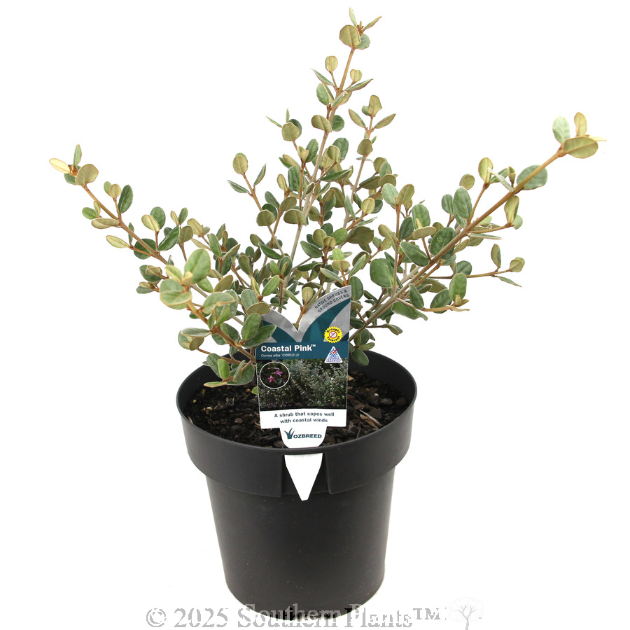 Coaastal Pink™ Correa - Plant photo