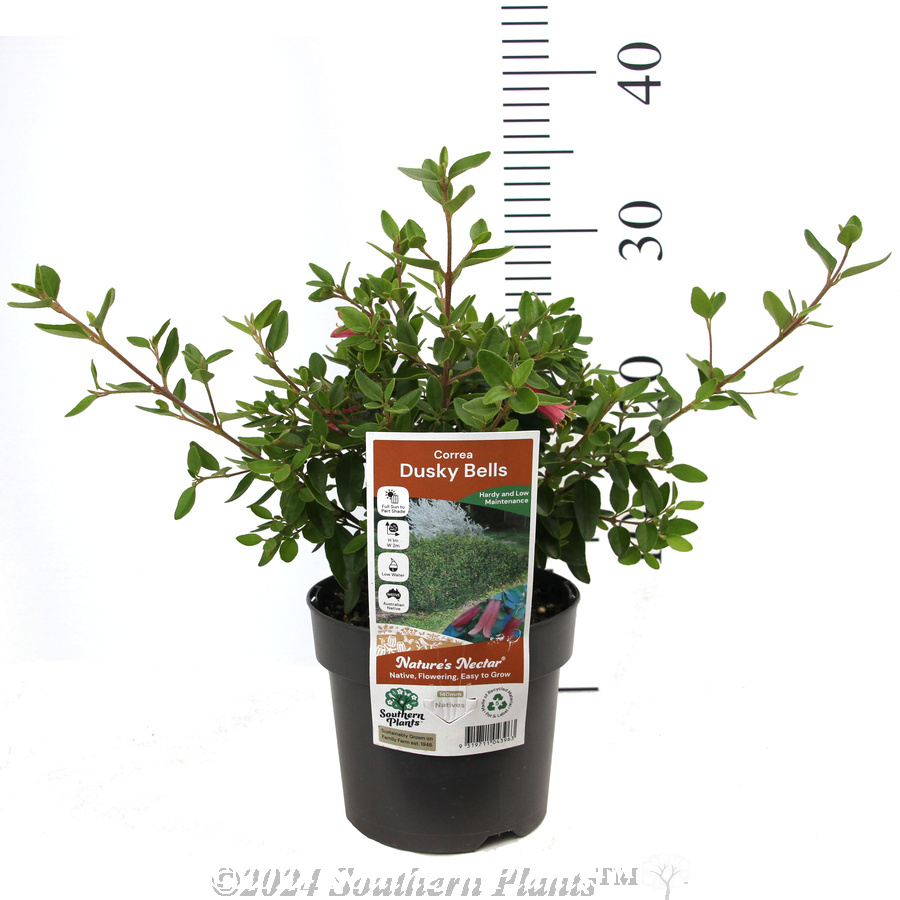 Correa Dusky Bells - Product photo