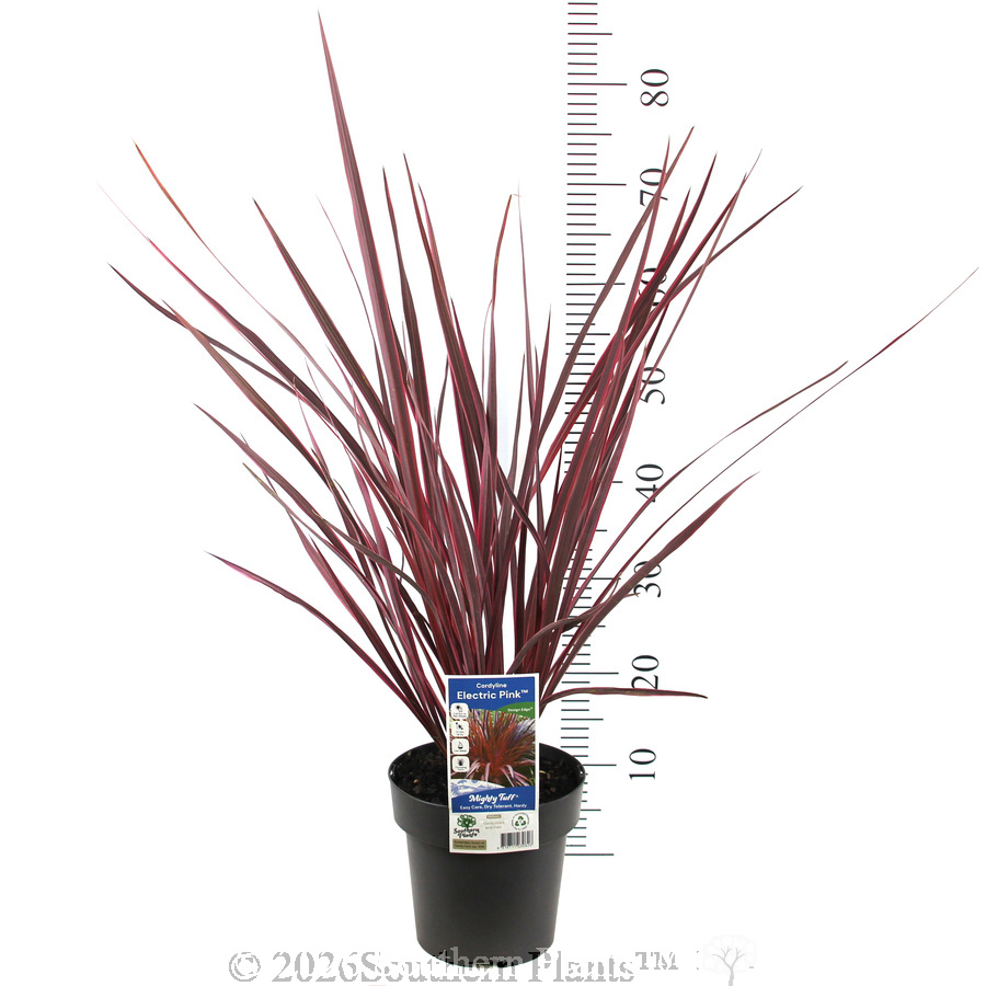 Cordyline Electric Pink