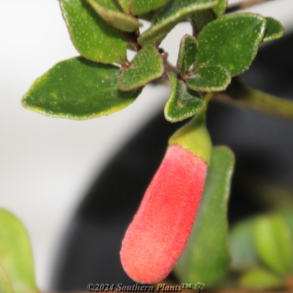 Orange Glow Correa