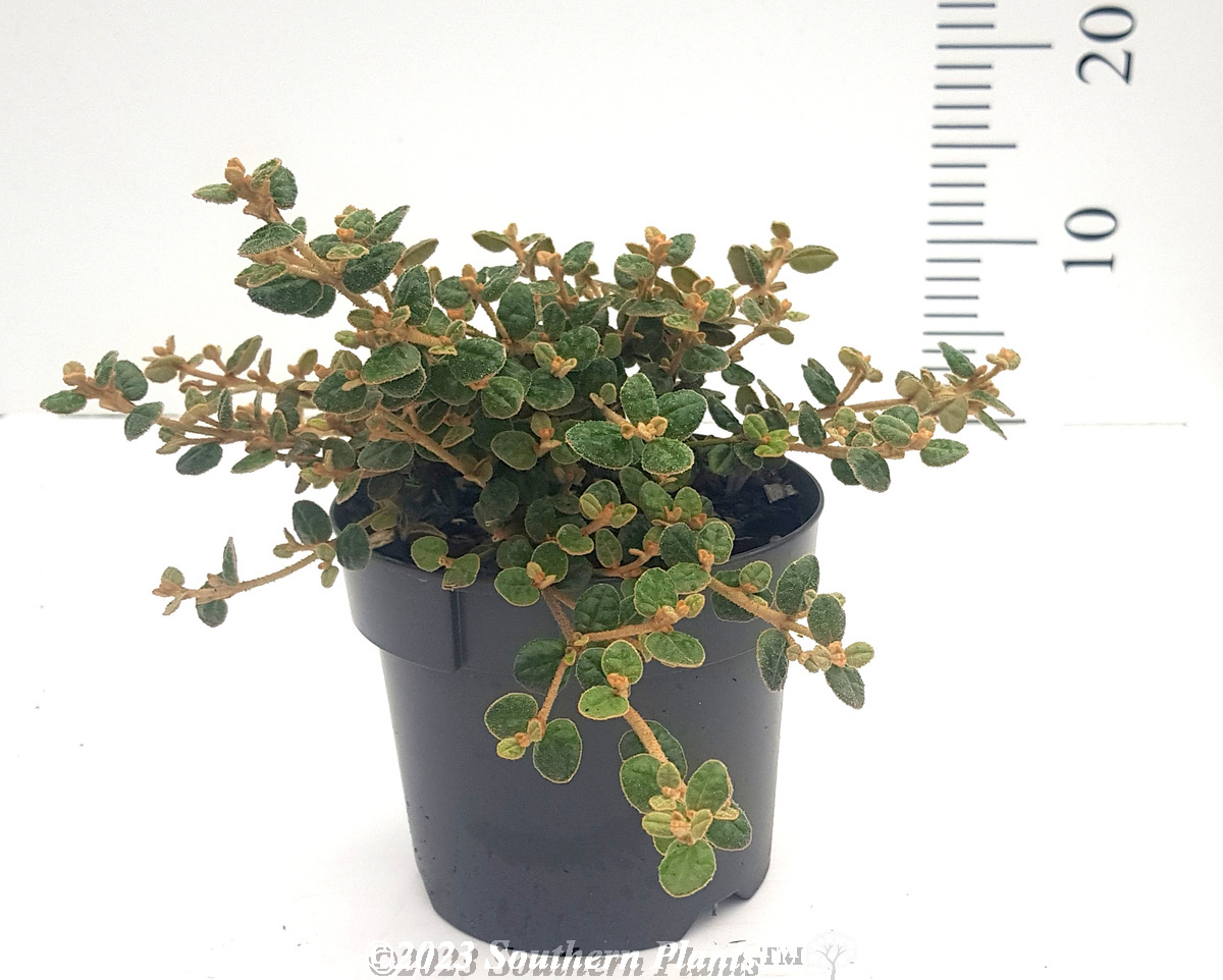 Round Leaf Correa