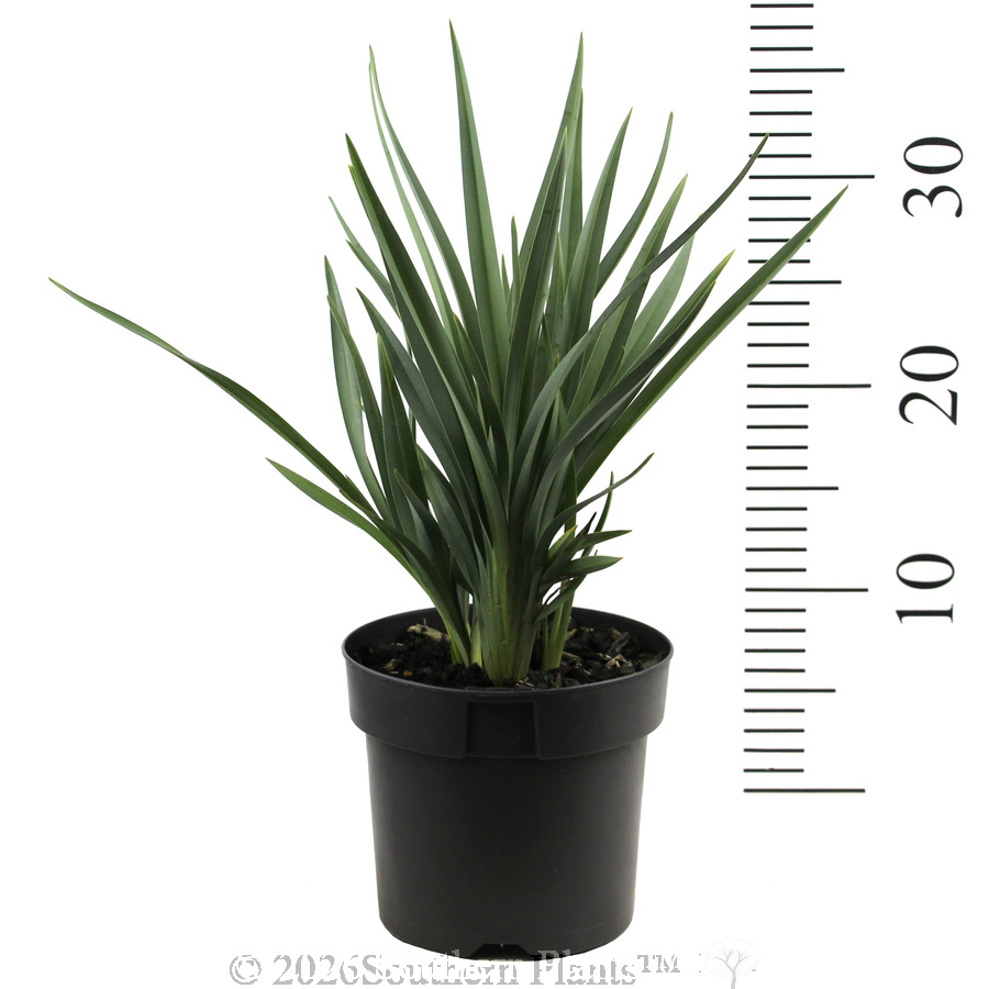 Dianella Cassa Blue® - Reference photo