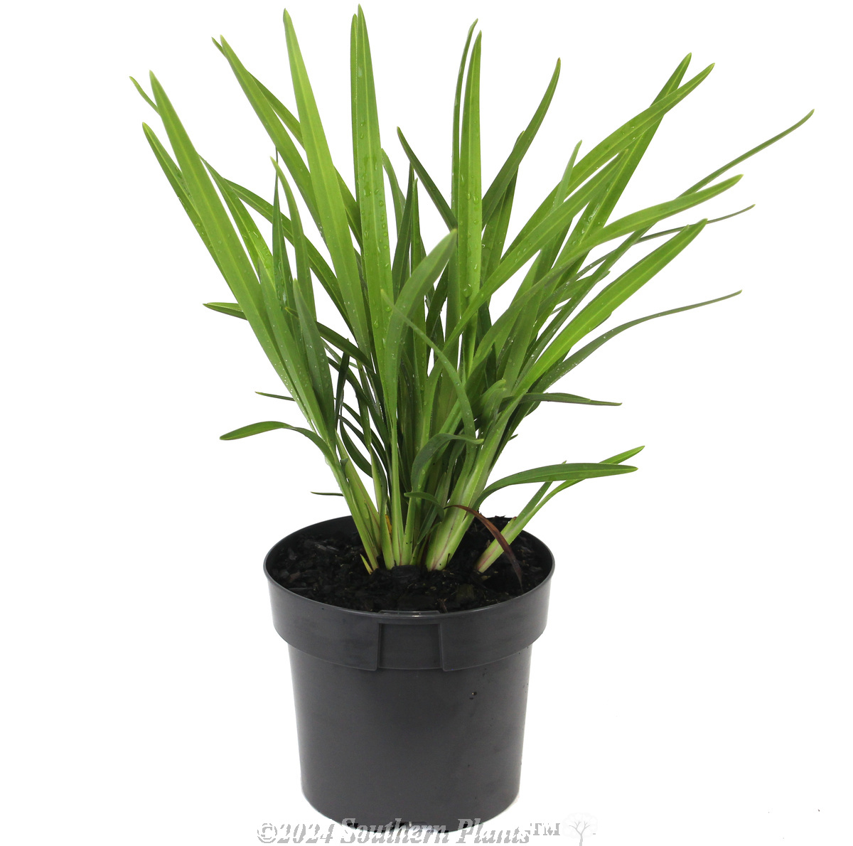 Dianella Breeze®