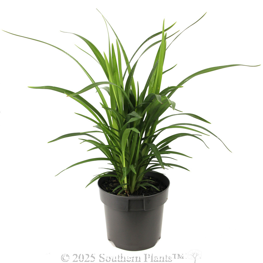 Dianella Little Jess™ - Alternate photo