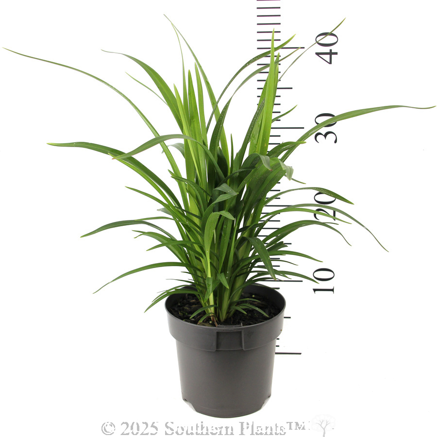 Dianella Little Jess™ - Reference photo