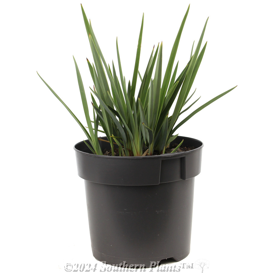 Dianella Little Rev™