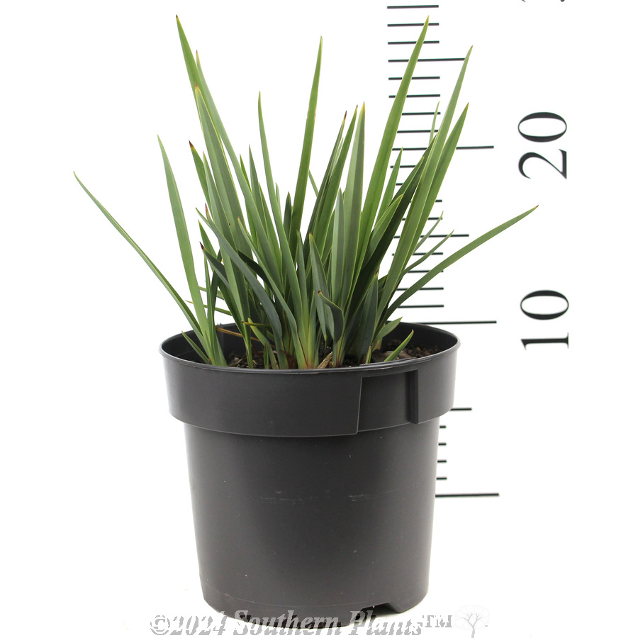 Dianella Little Rev™ - Reference photo