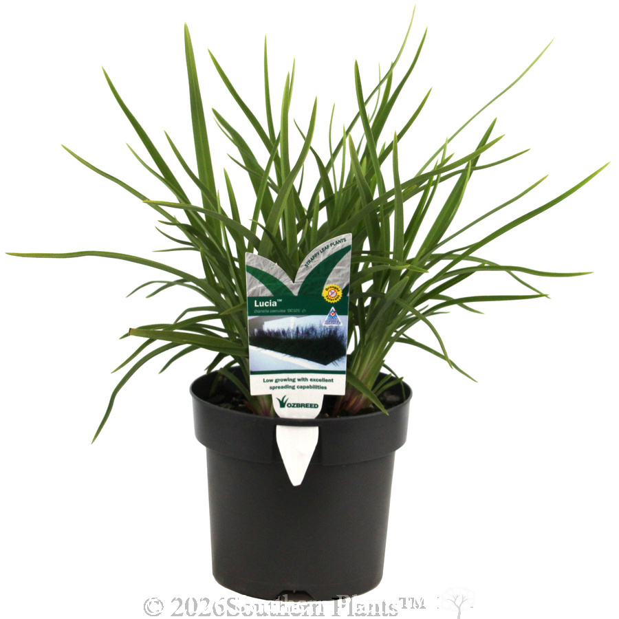 Dianella Lucia™ - Plant photo