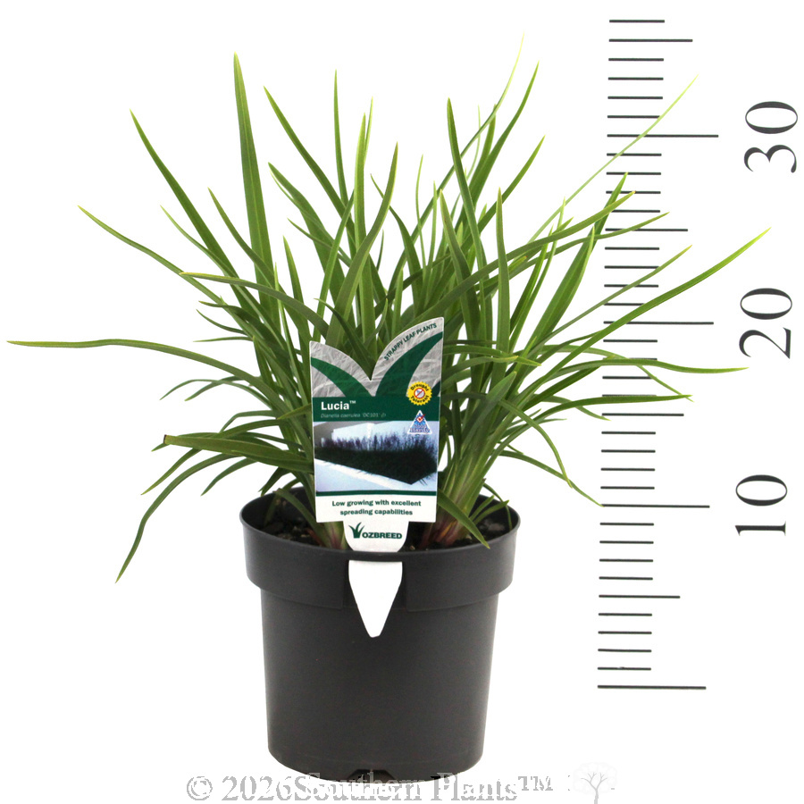 Dianella Lucia™