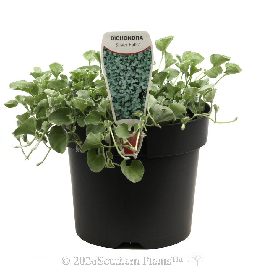 Dichondra Silver Falls - Plant photo