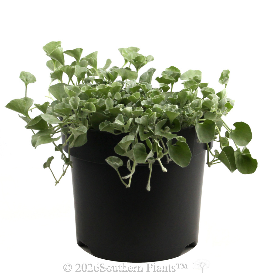 Dichondra Silver Falls - Alternate photo