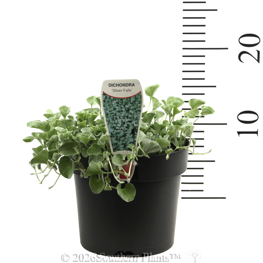 Dichondra Silver Falls - Product photo
