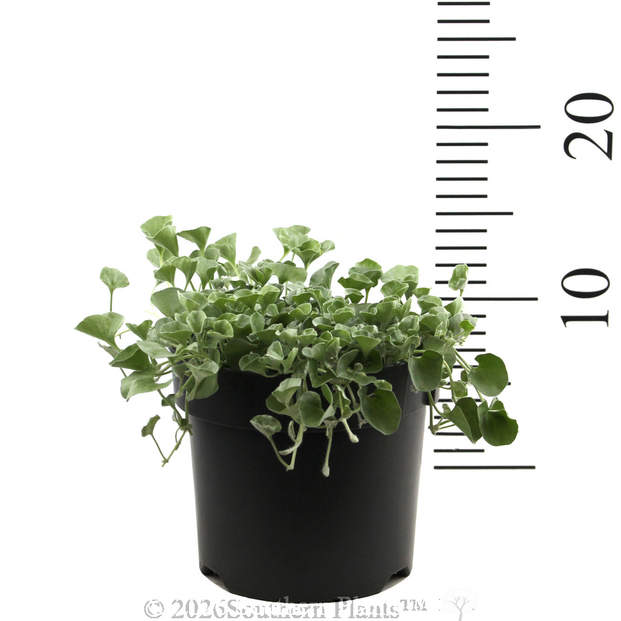 Dichondra Silver Falls - Reference photo