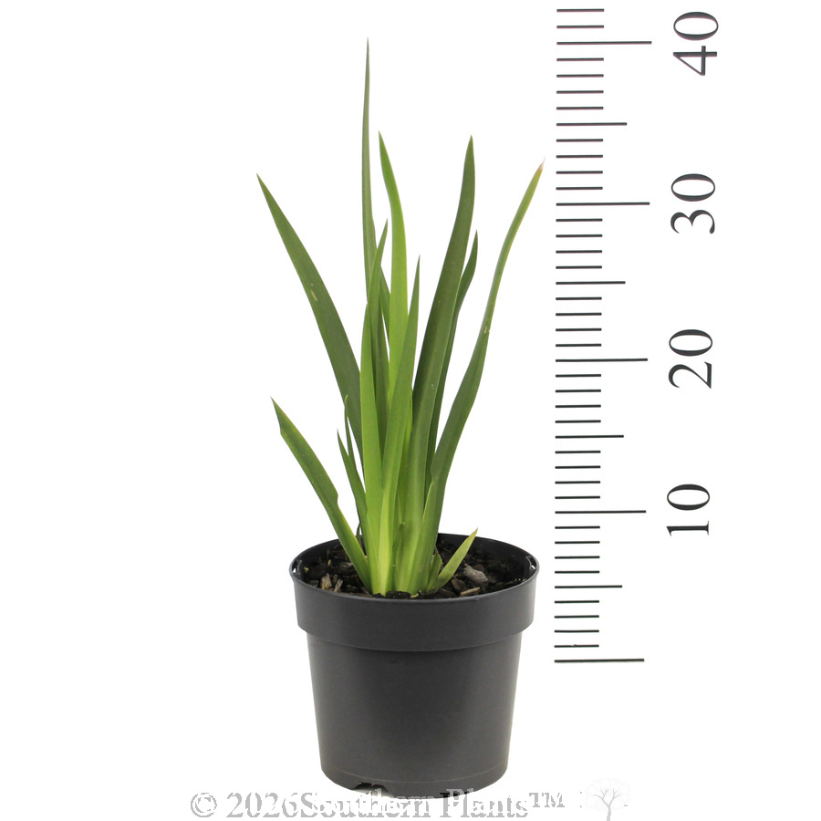 Wild Iris - Ruler