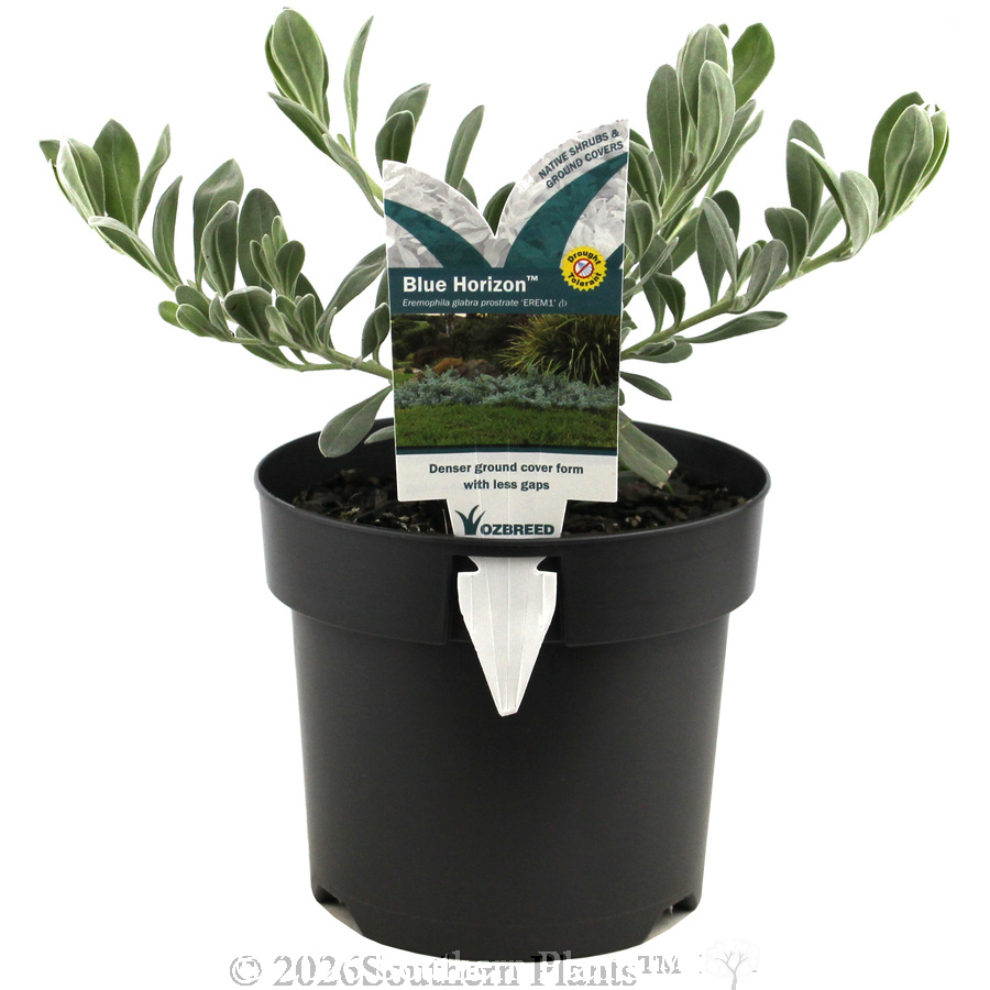 Blue Horizon Emu Bush - Plant photo