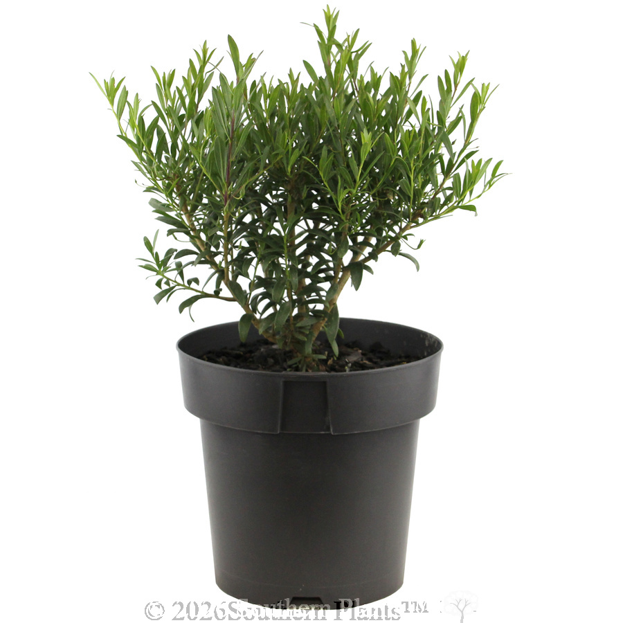 Eremophila Thriver™ - Alternate photo