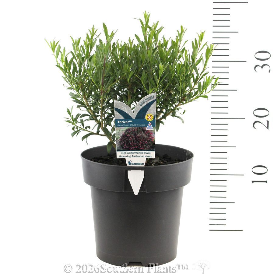 Eremophila Thriver™ - Product photo