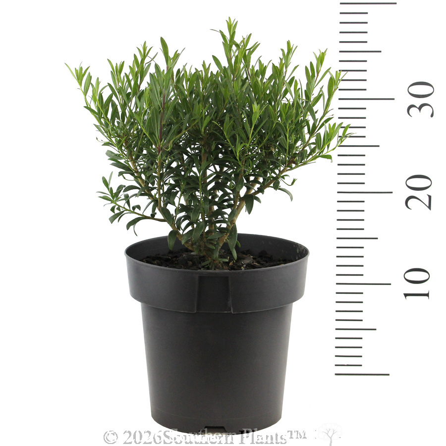 Eremophila Thriver™ - Reference photo