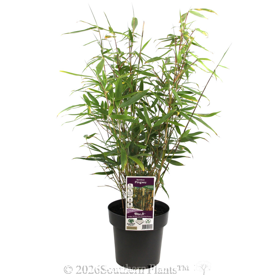 Pingwu Bamboo - Plant photo