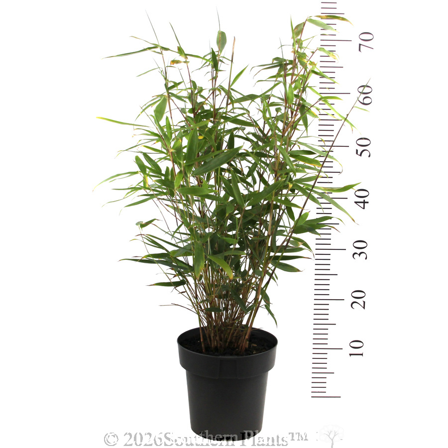 Pingwu Bamboo - Reference photo