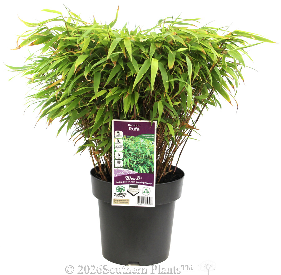 Dragon Head Bamboo - Plant photo