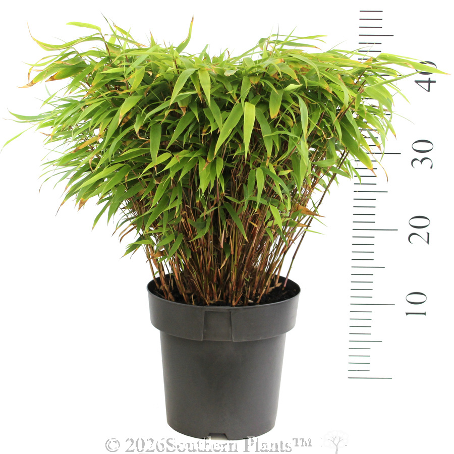 Dragon Head Bamboo - Reference photo