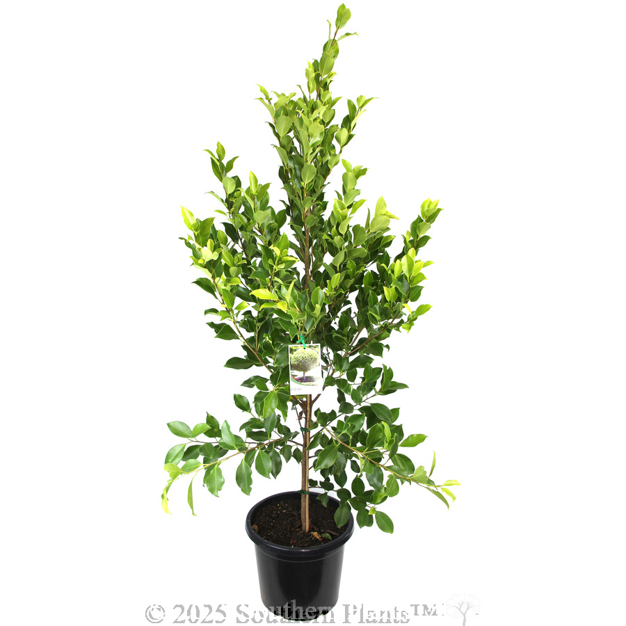 Hills Fig - Plant photo