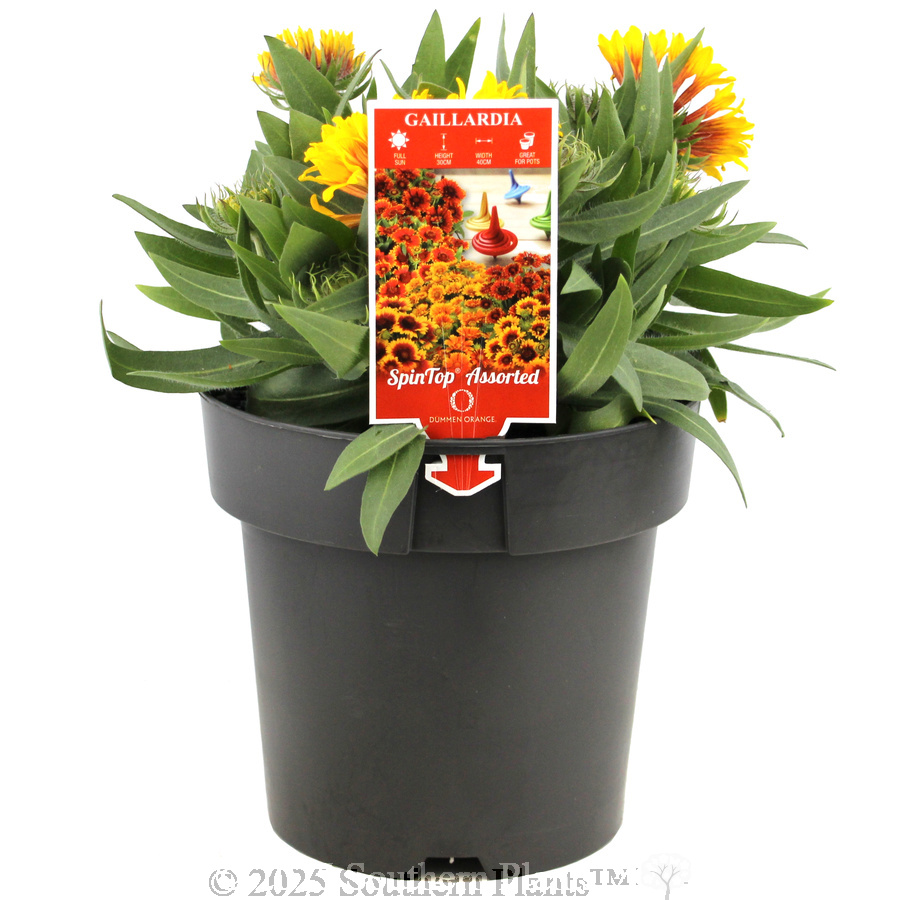 Copper Sun Blanketflower