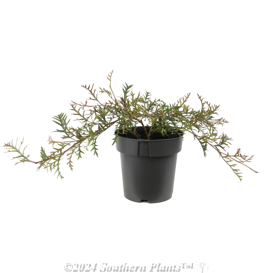 Grevillea Bronze Rambler - Alternate photo