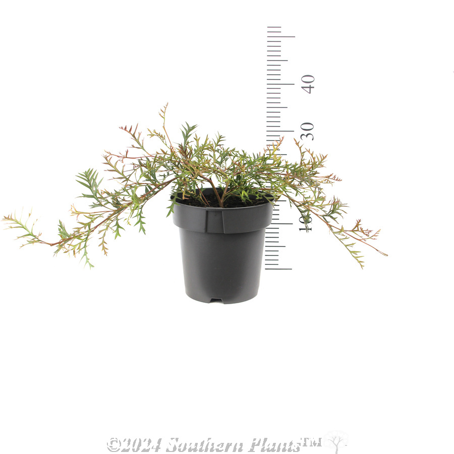 Grevillea Bronze Rambler - Reference photo