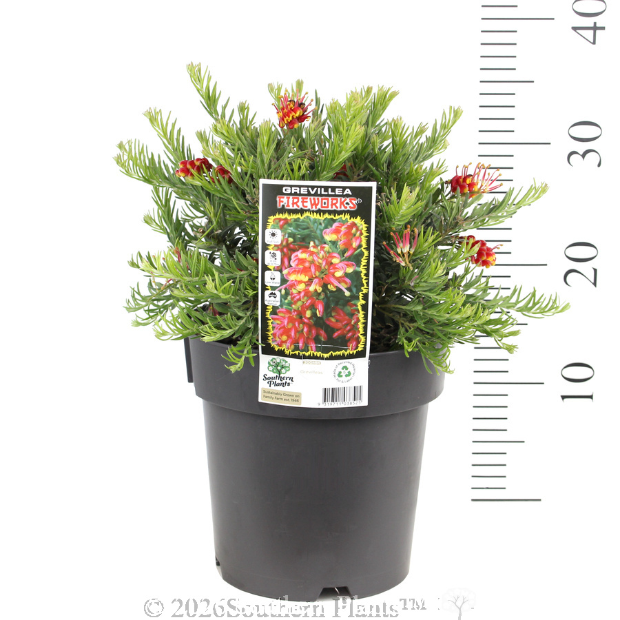 Grevillea Fireworks - Pack