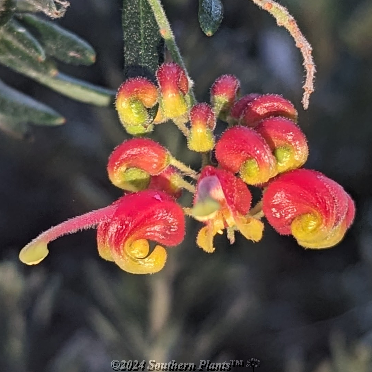 Grevillea Fireworks