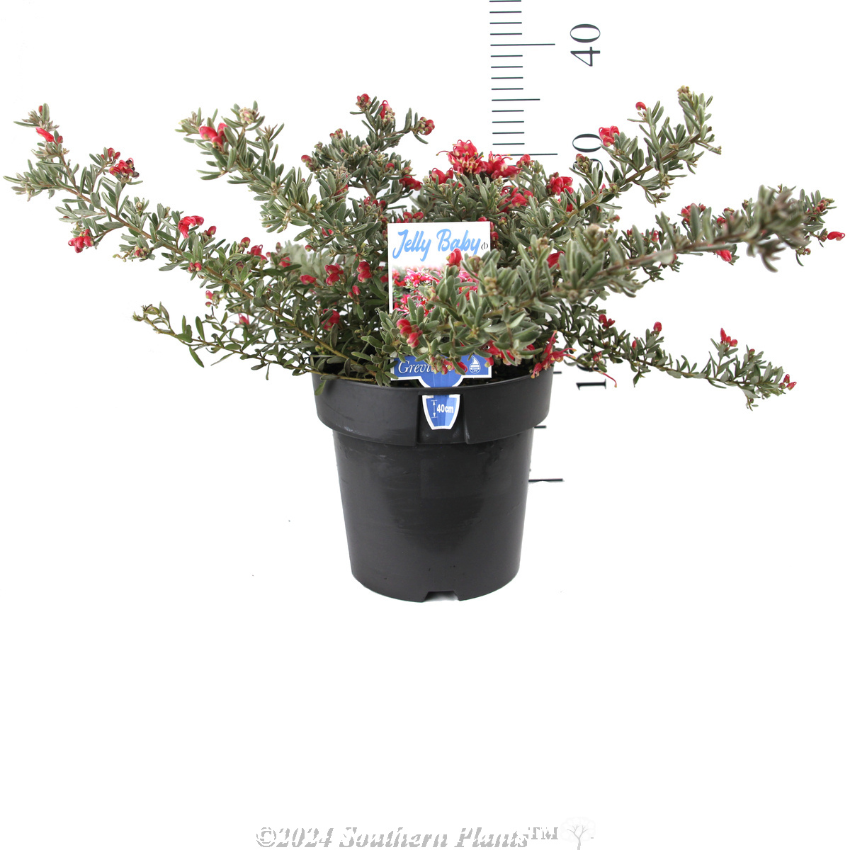 Grevillea Jelly Baby - Product photo