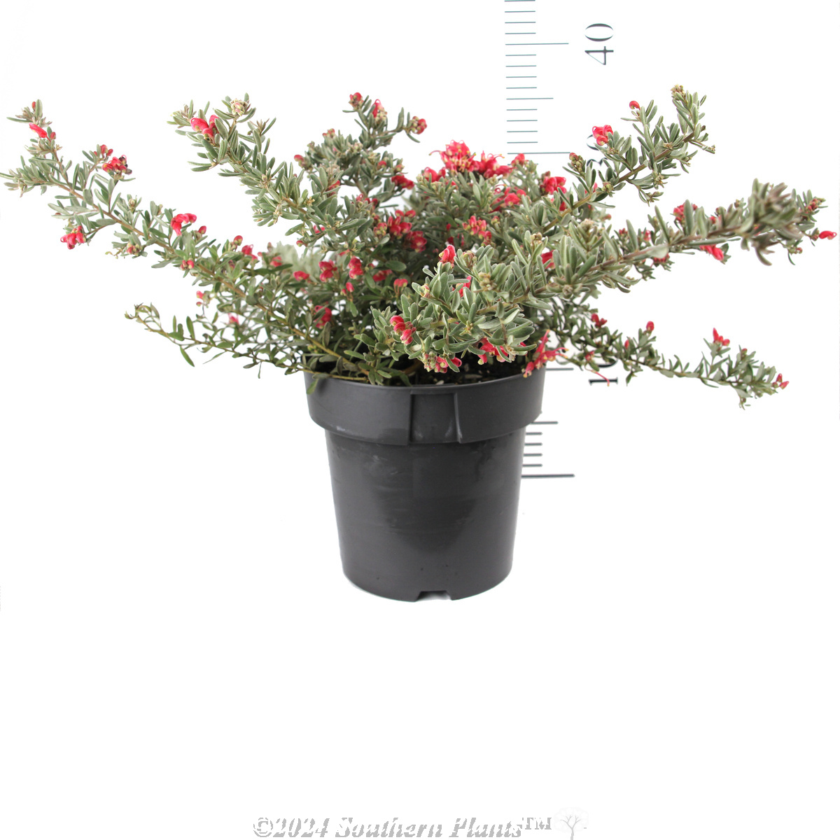 Grevillea Jelly Baby - Reference photo