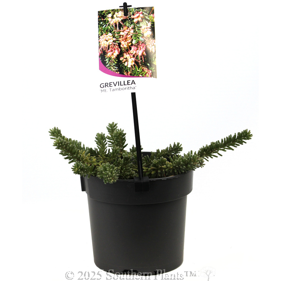 Mt Tamboritha Grevillea - Plant photo
