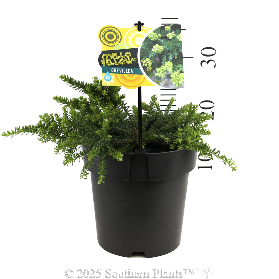 Grevillea Mello Yellow
