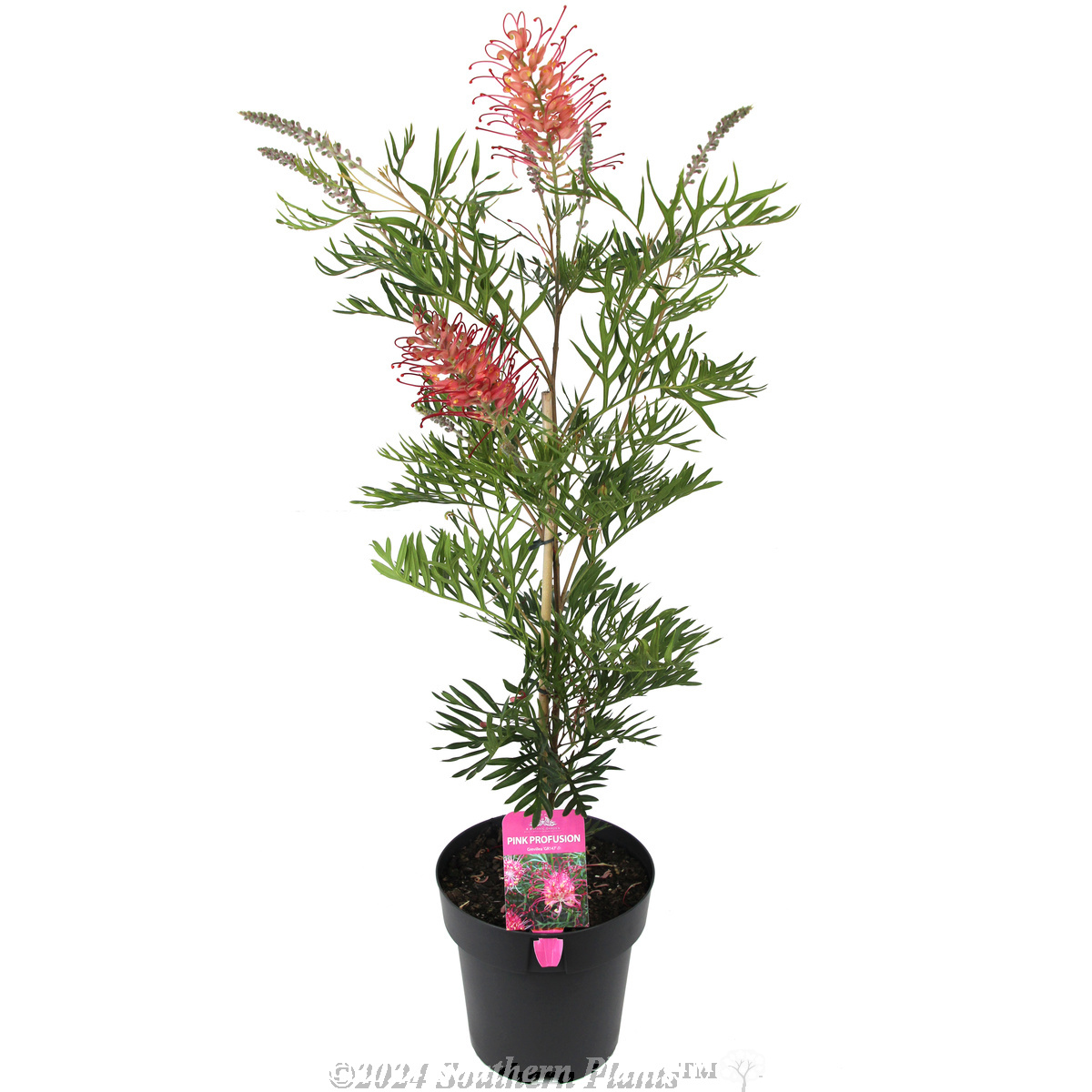 Grevillea Pink Profusion - Alternate photo