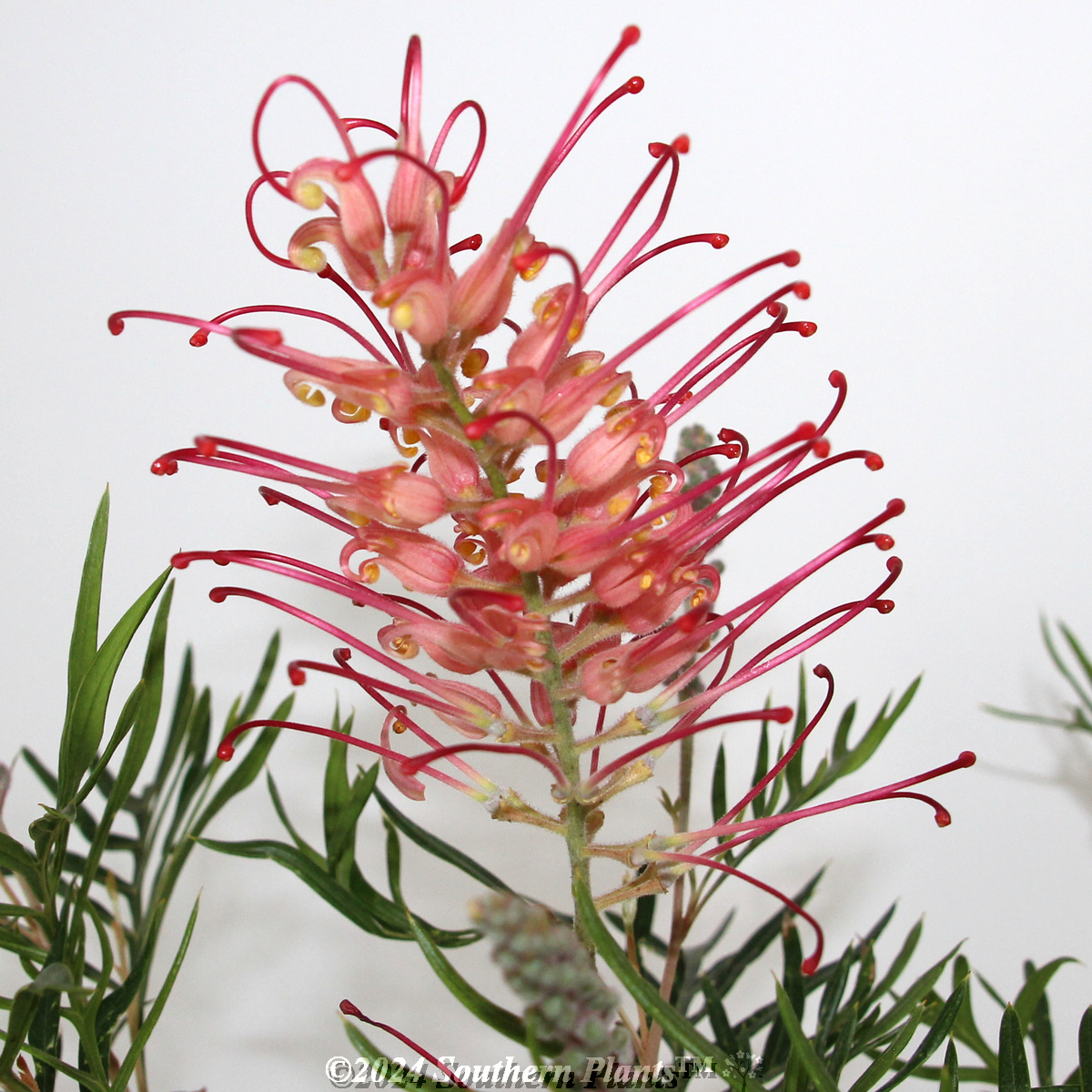 Grevillea Pink Profusion