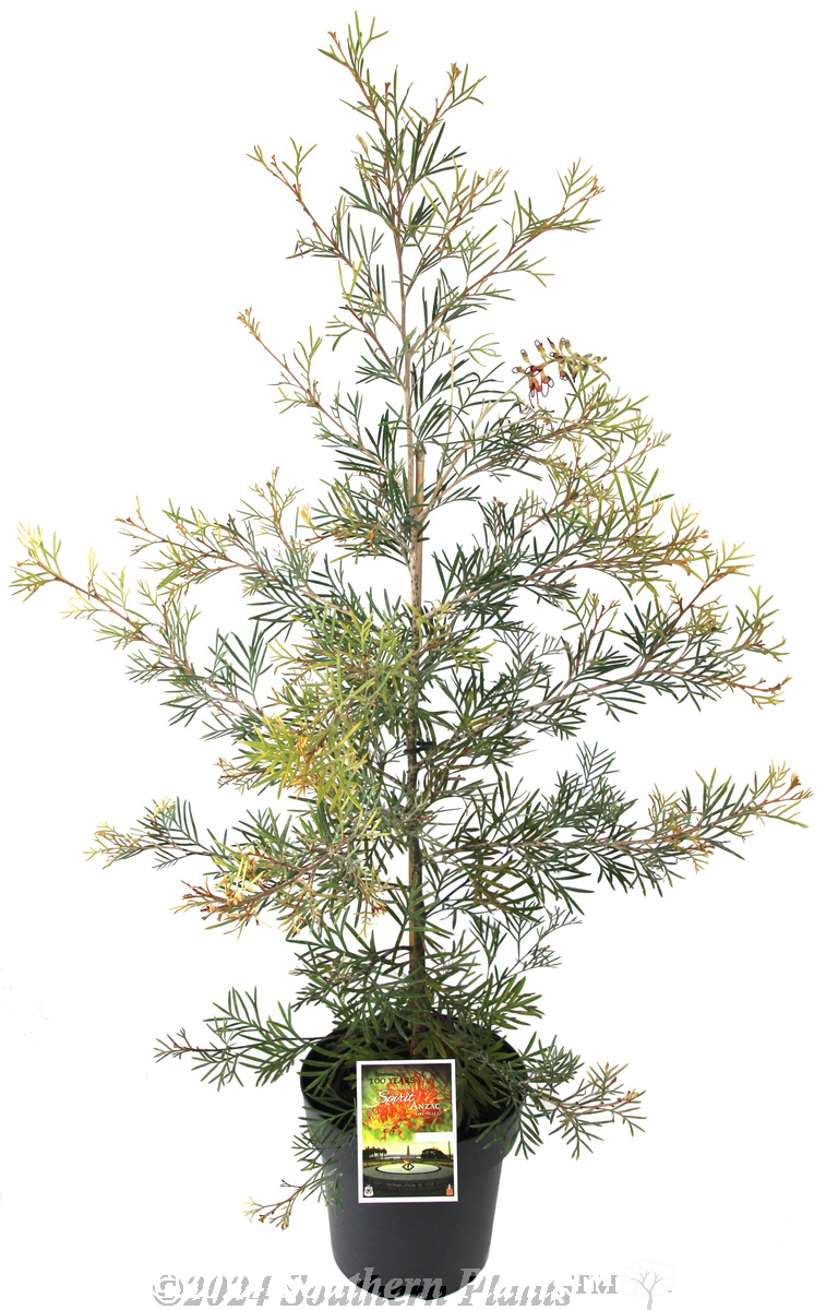 Grevillea RSL Spirit of Anzac - Plant photo