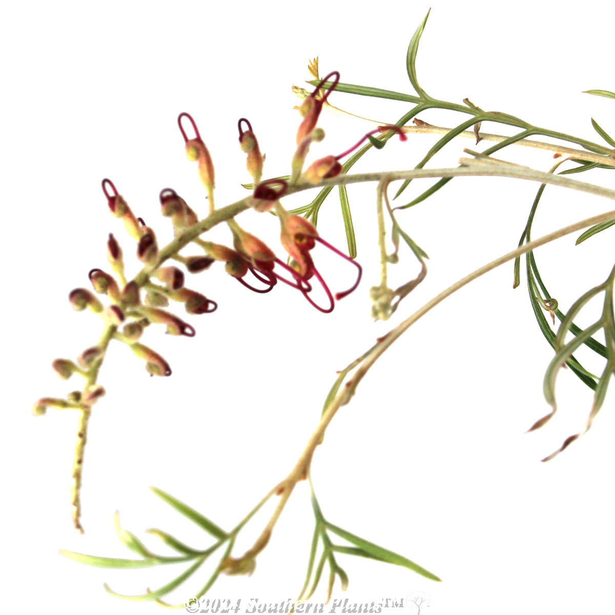 Grevillea RSL Spirit of Anzac