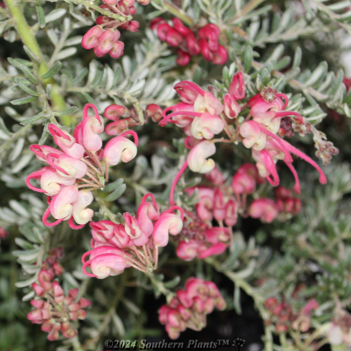 Grevillea Winter Delight - Product photo