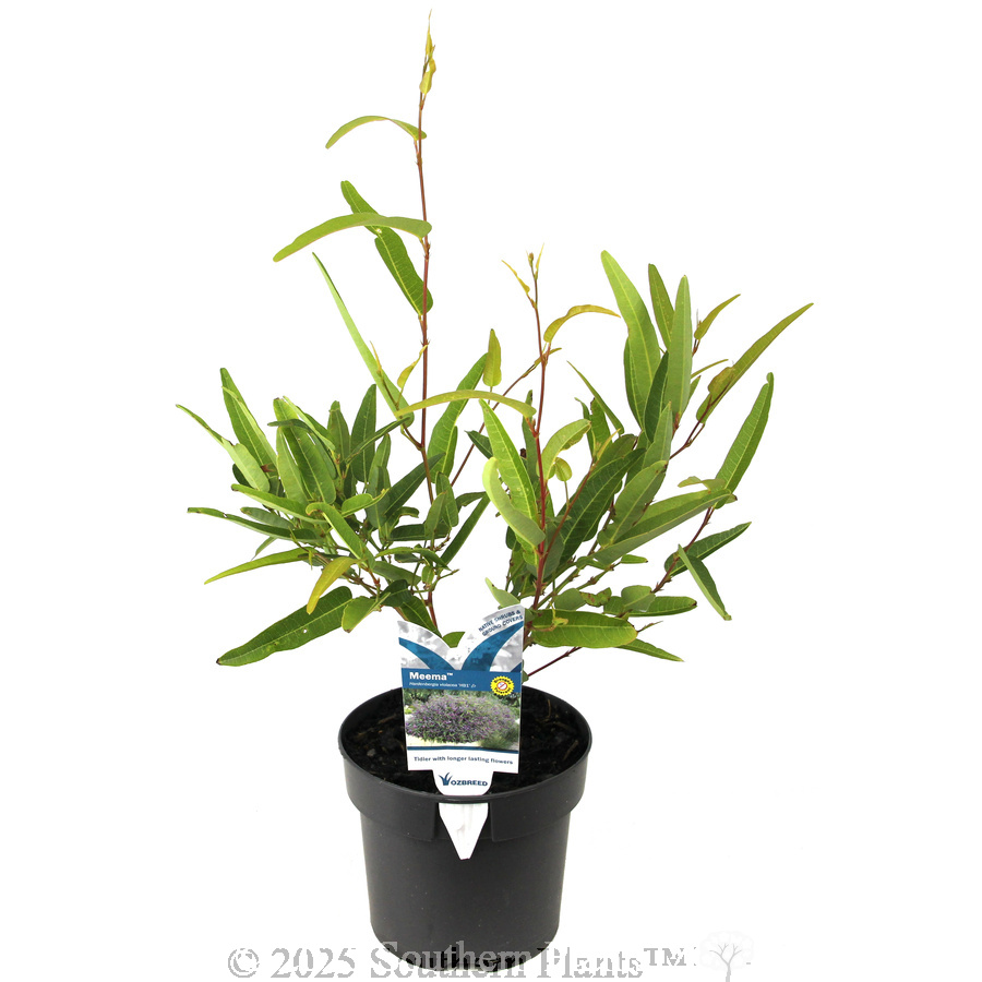 Hardenbergia Meema™ - Plant photo