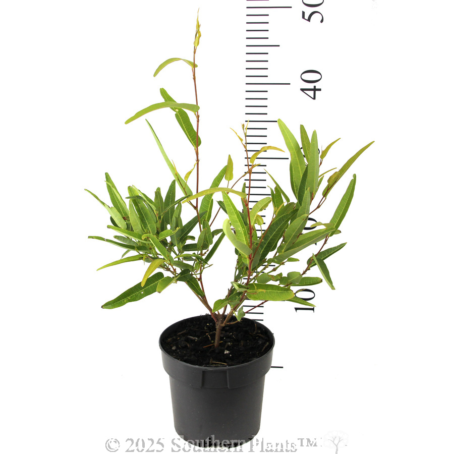 Hardenbergia Meema™ - Reference photo