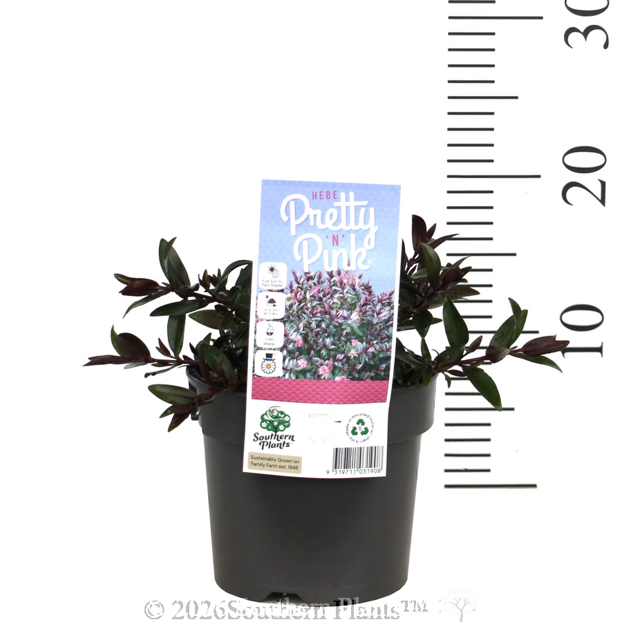 Hebe 'Pretty 'n' Pink' (Pretty in Pink) - Pack