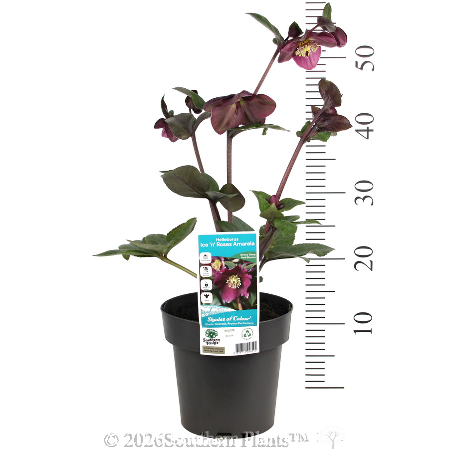 Amarela Winter Rose - Product photo